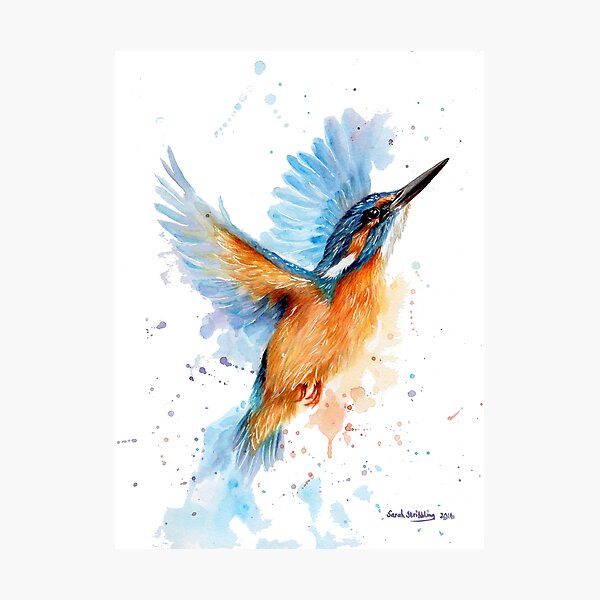 Kingfisher watercolour Photographic Print