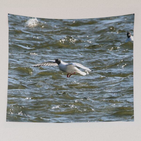 Item preview, Bonaparte Gull One designed and sold by Susie Kramer.