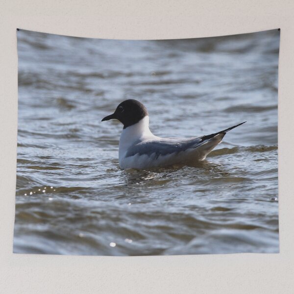 Item preview, Bonaparte Gull Two designed and sold by Susie Kramer.