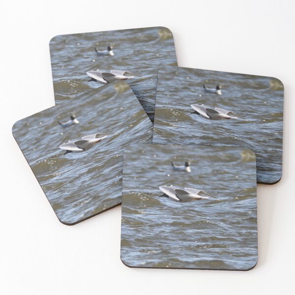 Item preview, Bonaparte Gull Four designed and sold by Susie Kramer.
