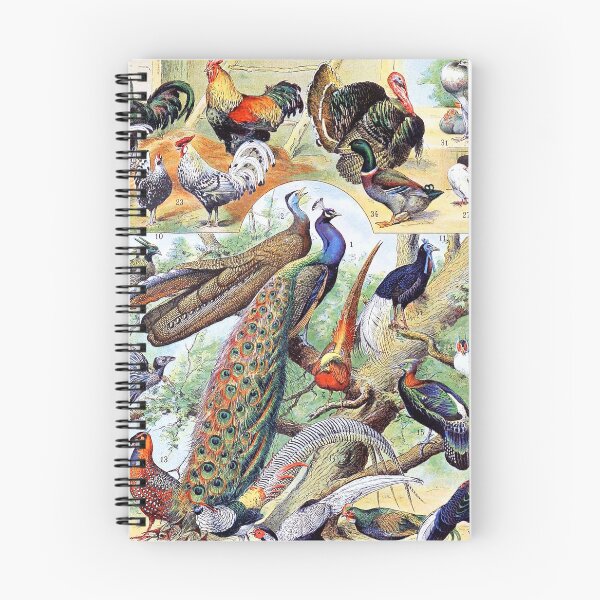 Item preview, Adolphe Millot - Oiseaux C - French vintage poster designed and sold by DejaVuStudio.