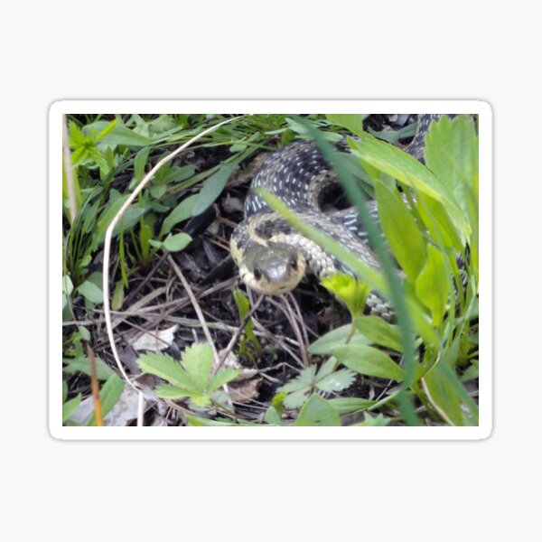 Item preview, Snake in the Grass designed and sold by AuntyReni.
