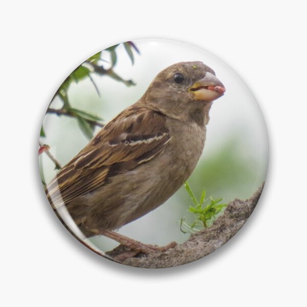 Item preview, Mrs House Sparrow designed and sold by Tiggs-designs.