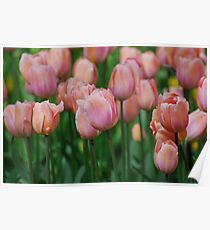 Tulips Poster