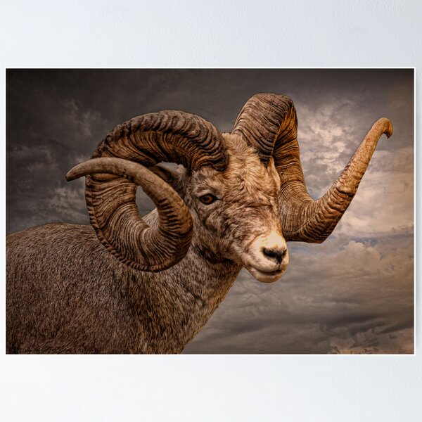 Item preview, The Ram designed and sold by CarolM.