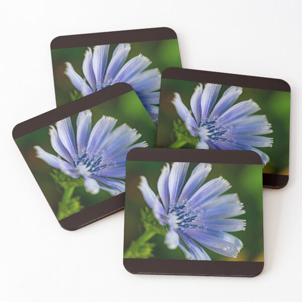 Item preview, Wild Chicory  designed and sold by Joshua  Satterlee.
