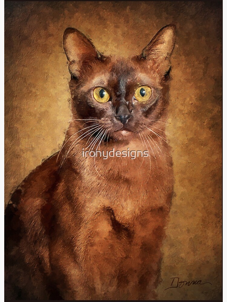 Myanmar Burmese Siamese Cat Burmese Cat Breed Health And Care PetMD