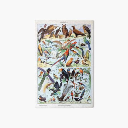 Item preview, Adolphe Millot - Oiseaux pour tous A - French vintage poster designed and sold by DejaVuStudio.