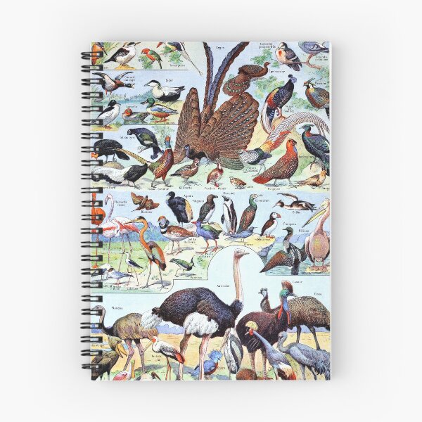 Item preview, Adolphe Millot - Oiseaux pour tous B - French vintage poster designed and sold by DejaVuStudio.