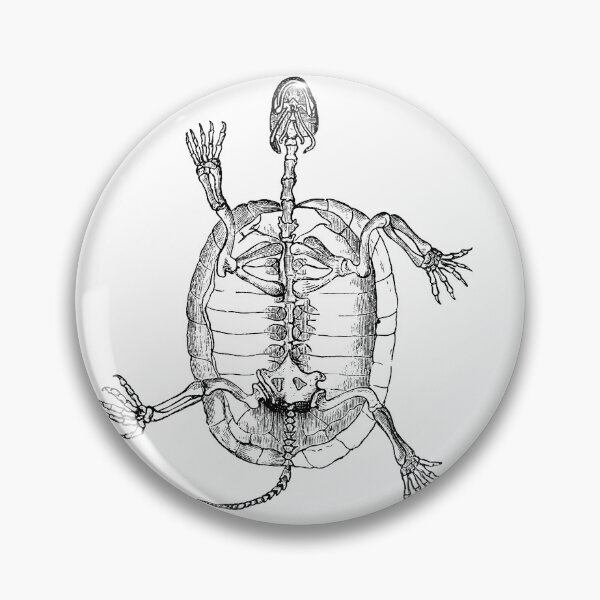 Item preview, Turtle Skeleton  designed and sold by TheNewAntique.