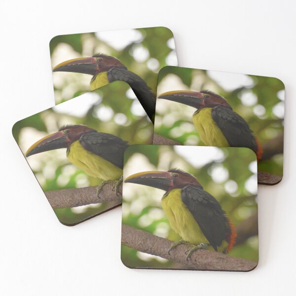 Item preview, Green Aracari at the National Zoo designed and sold by Zoo and Nature Photography by Karie.