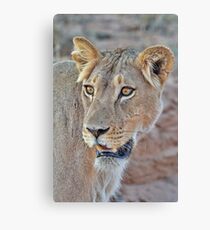 Queen of the desert...... Canvas Print
