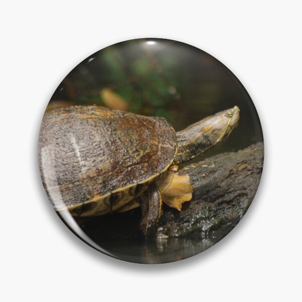 Item preview, Mesoamerican Slider Turtle in Tortuguero designed and sold by MinkMaguari.