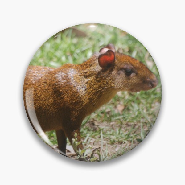 Item preview, Central American Agouti in Monteverde designed and sold by MinkMaguari.