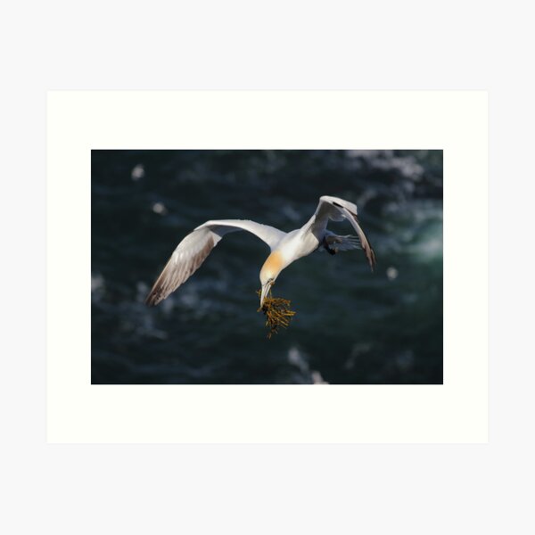 Gannet  Art Print