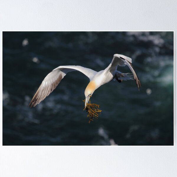 Item preview, Gannet  designed and sold by johnritchie.