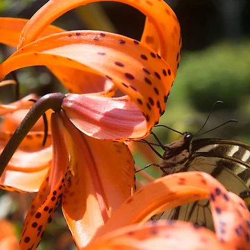 Artwork thumbnail, Swallowtail by KayCDesigns