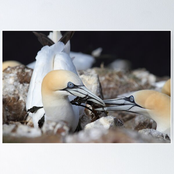 Item preview, Gannets designed and sold by johnritchie.
