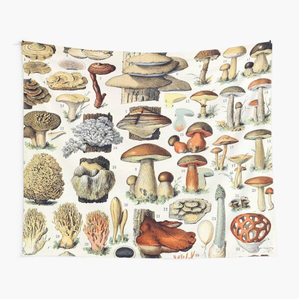 Adolphe Millot - Champignons A - French vintage poster Tapestry