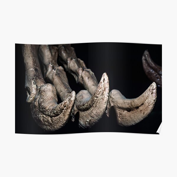 Claw of Deinocheirus Gobi Mongolia arms 2.4 m 20-30 cm 65-95 m yrs ago 19830101 0007  Poster