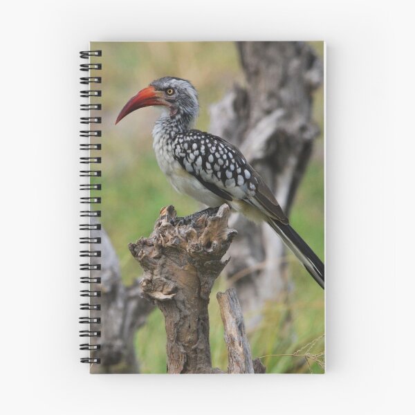 Item preview, Red-billed Hornbill in the Okavango designed and sold by MinkMaguari.