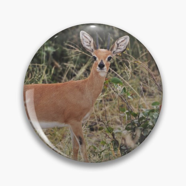 Item preview, Steenbok in the Okavango Delta designed and sold by MinkMaguari.