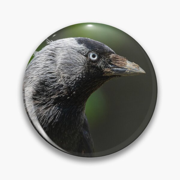 Item preview, Jackdaw perched on a gate post, County Kilkenny, Ireland designed and sold by AndrewJonesFoto.