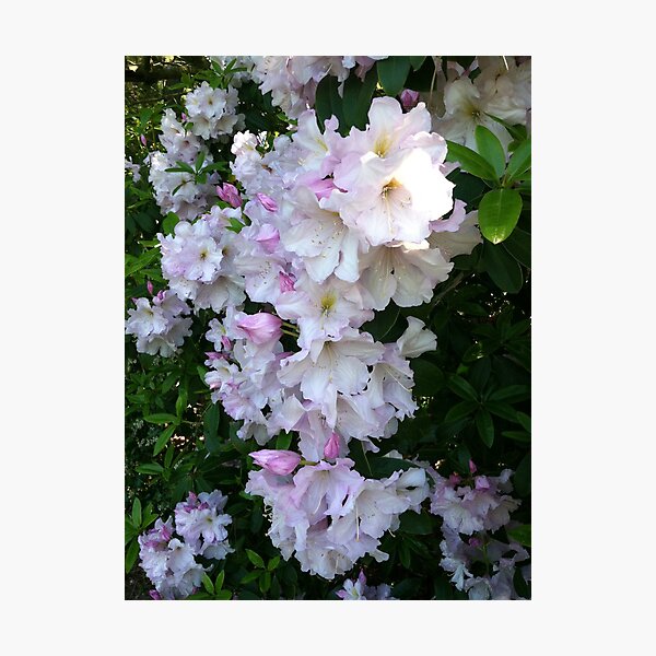 Rhododendron Photographic Print