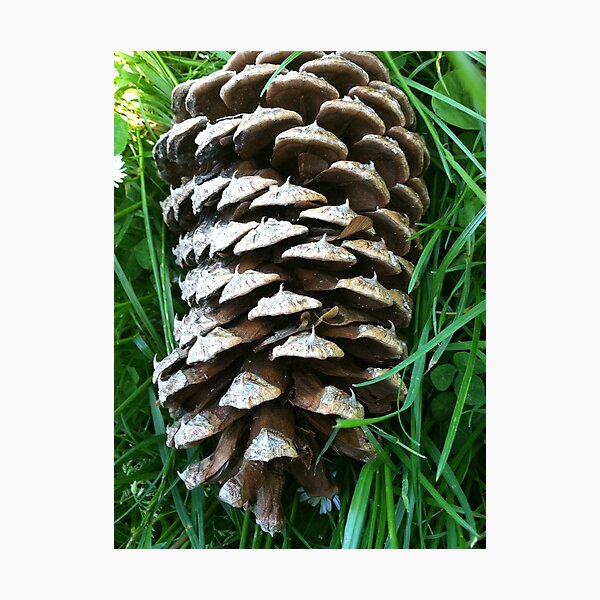 Item preview, Pine cone designed and sold by Julie Van Tosh Photography.