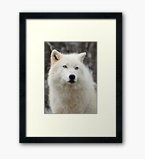 Arctic Wolf Close Up Framed Print