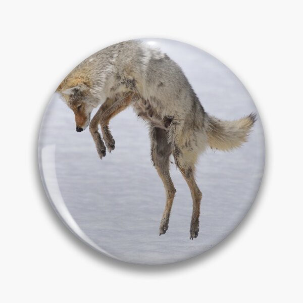 Item preview, coyote dive designed and sold by grizzbass.