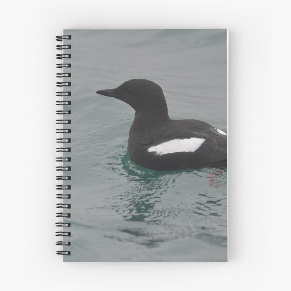 Item preview, Black Guillemot in Holyhead Harbour designed and sold by MinkMaguari.