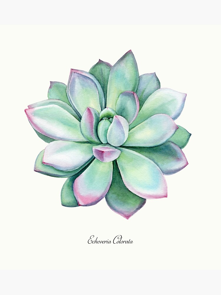 Echeveria Colorata Succulent Watercolor Art