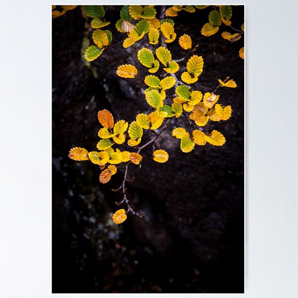 Item preview, Fagus at Mt Field, Tasmania designed and sold by Jim Lovell.