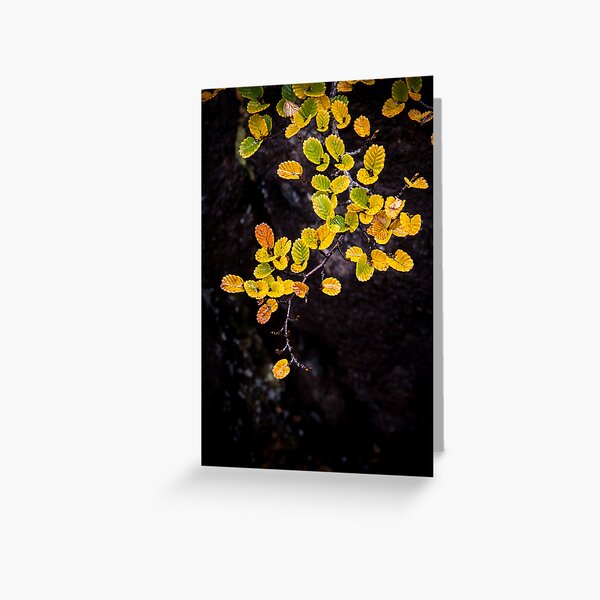 Fagus at Mt Field, Tasmania Greeting Card