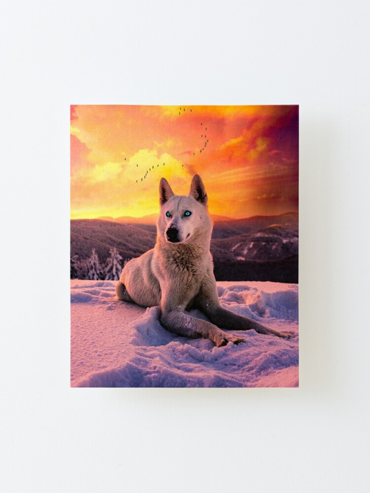 Impression Montee Loup Blanc Aux Yeux Bleus Sur Fond De Neige Et De Couche De Soleil Par Philippe Redbubble