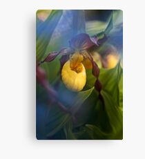 Lady Slipper hiding Canvas Print
