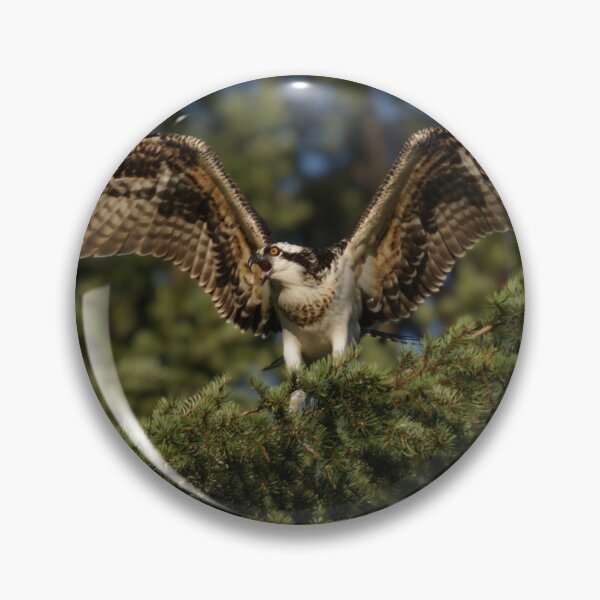 Item preview, A Golden Osprey Call for it's Mate designed and sold by MomentofPercep.