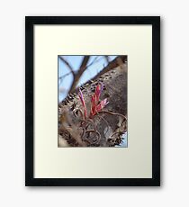 Epiphyte I - Epifita Framed Print
