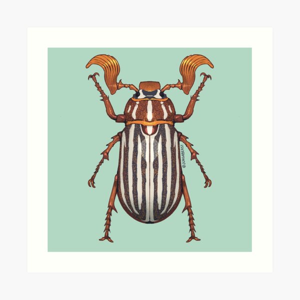 June Bug Wall Art | Redbubble