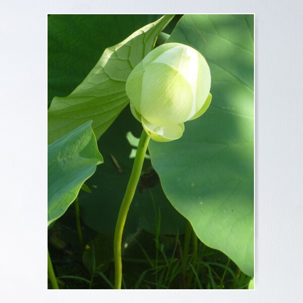 Item preview, In the beginning was a Lotus Bud... designed and sold by Anthea  Slade.