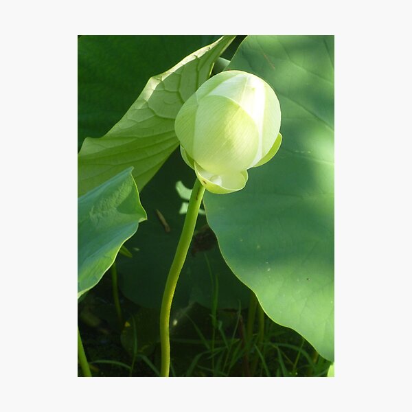 Item preview, In the beginning was a Lotus Bud... designed and sold by Anthea  Slade.