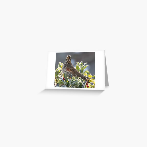 Item preview, Redwing on a holly bush, Frimley designed and sold by Craig Denford.