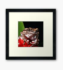 Tree Frog Framed Print