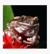 Tree Frog Photographic Print