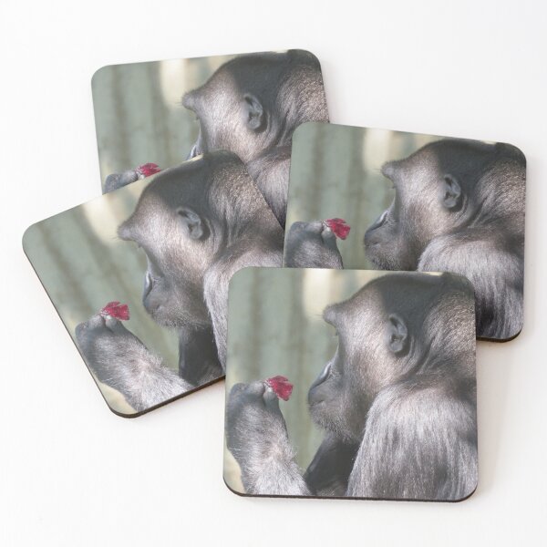 Item preview, Gorilla Kibibi at the National Zoo designed and sold by Zoo and Nature Photography by Karie.