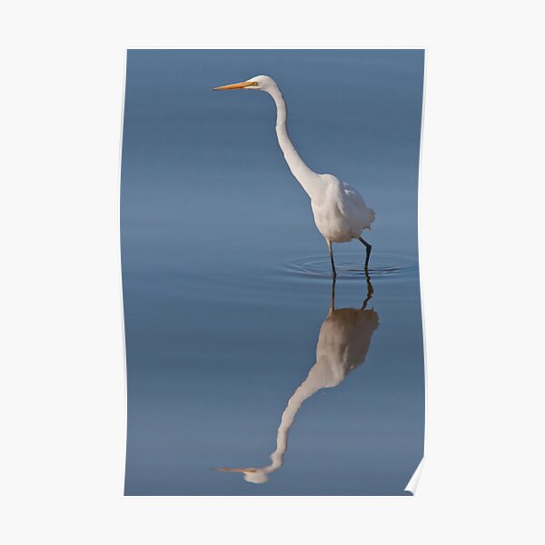 Great Egret Poster
