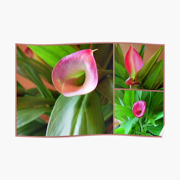 Calla Lily Poster