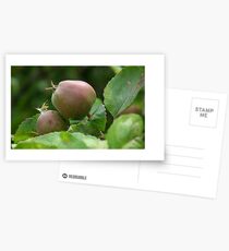 Postales Rustic Apples on Tree