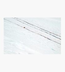 Penguin Highways Photographic Print